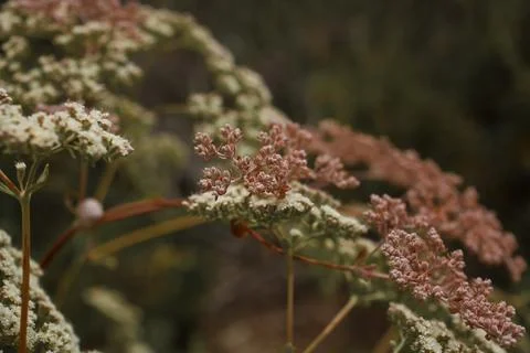 Wild Buckwheat 库存照片