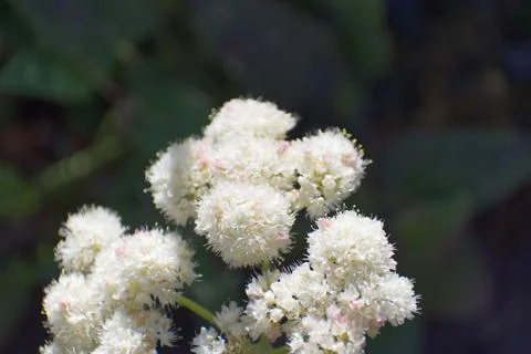 Wild Buckwheat Stock Photos