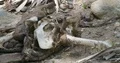 Wild buffalo bones, skin and aas after eaten by Komodo dragon 4k or 4k+ Resolution