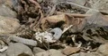 Wild buffalo bones, skin and aas after eaten by Komodo dragon 4k or 4k+ Resolution
