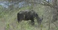 Wild buffalo on dry grassy area at a hot sunny day on Komodo island 4k or 4k+ Resolution