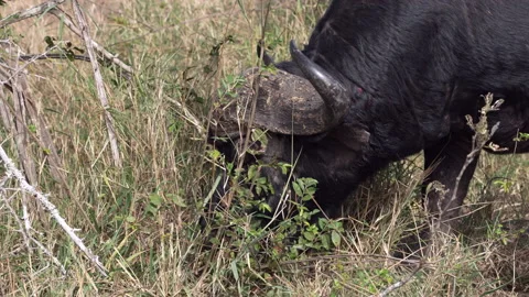 A wild buffalo eating grass. Stock Footage 159598399