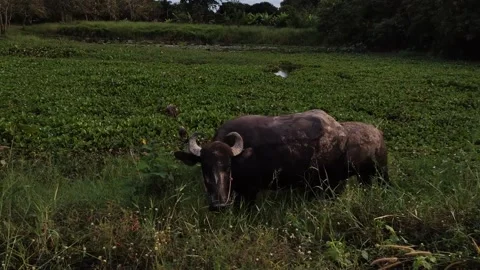 Wild buffalo feeds in the field Stock Footage 165311709