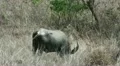 Wild Buffalo HD Footage