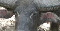 Wild buffalo frontal very close up at a hot sunny day on Komodo island 4k or 4k+ Resolution