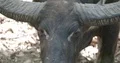 Wild buffalo frontal very close up zoom out at a hot sunny day on Komodo island 4k or 4k+ Resolution