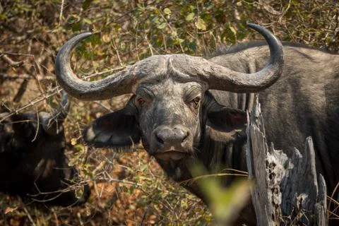 Wild buffalo head looking at the camera 스톡 사진