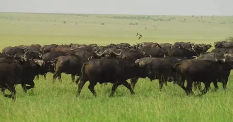 Wild Buffalo Herd Walking on Open Savannah Plains Stock Footage 314988095