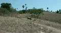 Wild buffalo at Komodo island HD Footage