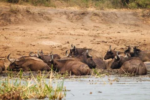 Wild buffalo Stock Photos