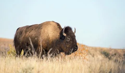 Wild buffalo Stock Photos