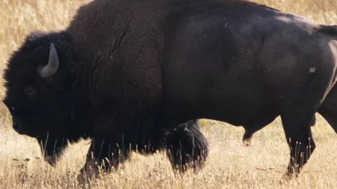 A wild buffalo roams in fields at sunset in yellowstone at old faithful Stock Footage 237508669