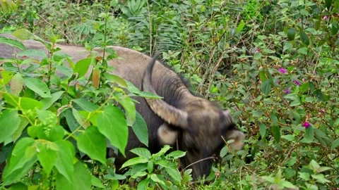 Wild Buffalo Walking Through Dense Jungle Vegetation 스톡 동영상 344020906