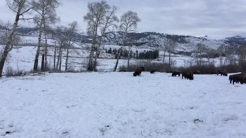 Wild Buffalo in Winter Stock Footage 169207440