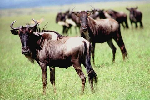 Wild buffaloes Foto stock
