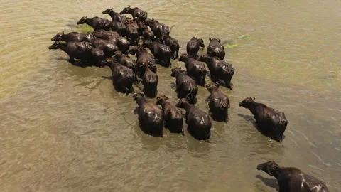 Wild buffaloes in the river. Sri Lanka. Stock Footage 235572989