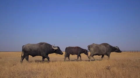 Wild buffalos with calf Stock Footage 295861182