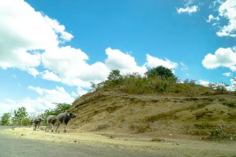 Wild Buffalos in the field Foto stock