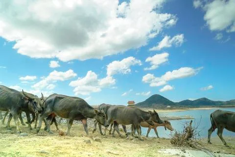 Wild Buffalos in the field 写真素材
