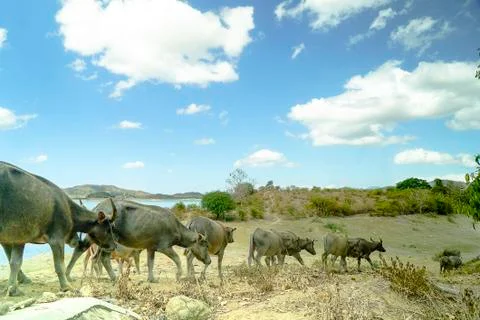 Wild Buffalos in the field Stock Photos