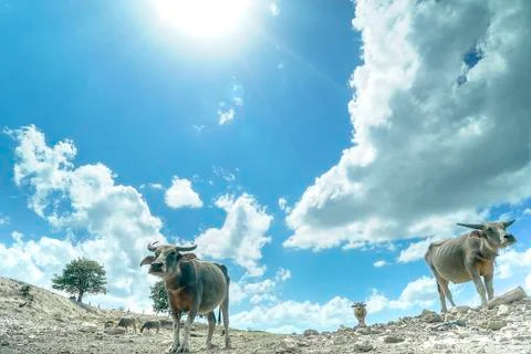 Wild Buffalos in the field Stock Photos