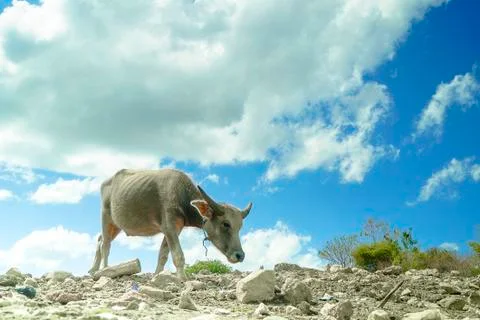 Wild Buffalos in the field 写真素材