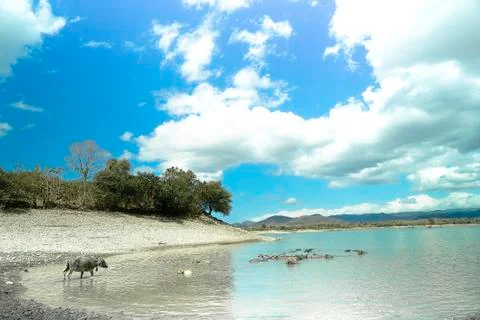 Wild Buffalos in the lake 스톡 사진