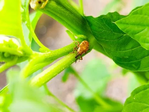 Wild bug with snout on leaf macro Stock Photos