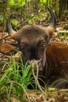 Wild Bull Stock Photos