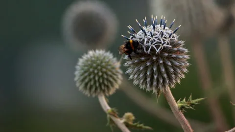 Wild bumblebee pollinating blooming blue globe thistle flower Stock Footage 341886762