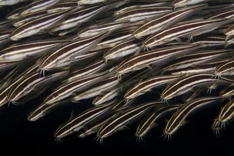 Wild Bunch in the Reef Stock Photos
