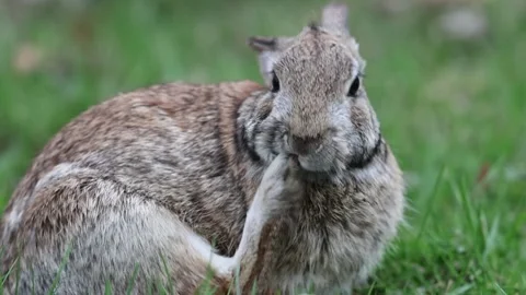 Wild Bunny cleans toes Stock Footage 236335050