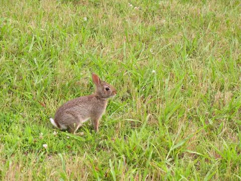 Wild Bunny Rabbit Stock Photos