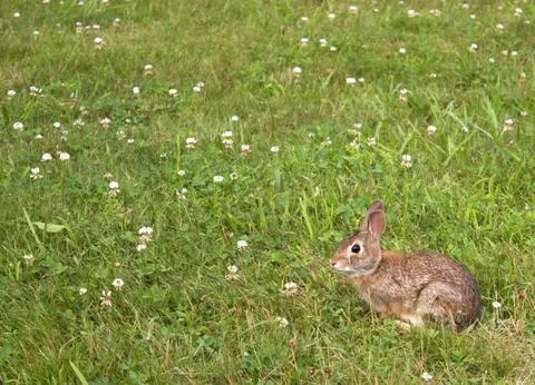 Wild Bunny Rabbit Stock Photos