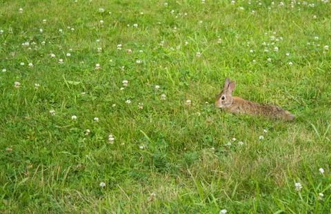 Wild Bunny Rabbit Stock Photos