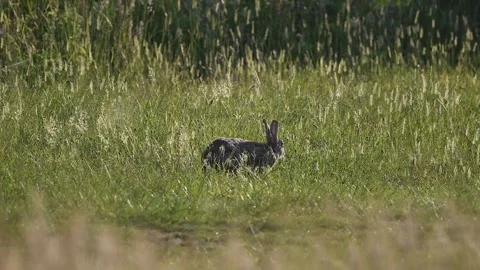 Wild bunny rabbit with sounds of lots of wildlife in the background Stock Footage 243924339