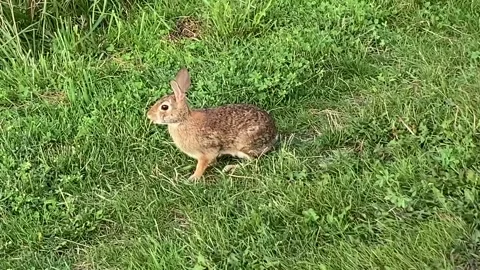 Wild Bunny Relaxing in the grass Stock Footage 266865360