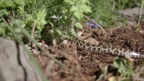 Wild burmese python crawling on the forest floor 스톡 동영상 335265827