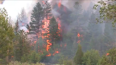 A wild burning forest fire consumes timbers in Colorado. Stock Footage 67854351