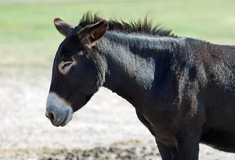 Wild Burro in Custer State Park, South Dakota taking a nap in mid-afternoon.. Stock Photos