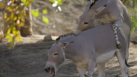 Wild burro donkeys mating Stock Footage 234246401