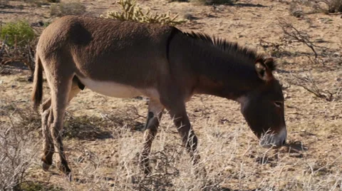 A Wild Burro Feeding in a Natural Desert Landscape Stock Footage 35482753
