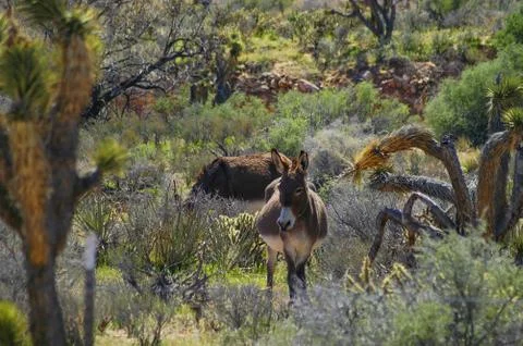 Wild Burro Stock Photos