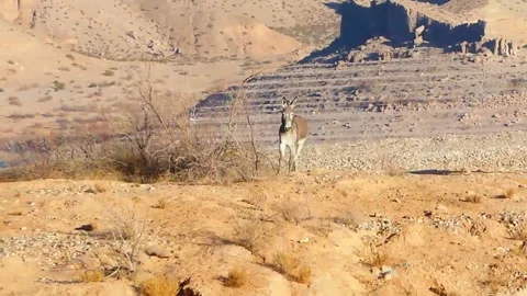 Wild burro trotting, then posing for the camera. Wild donkey. Video stock 150056729