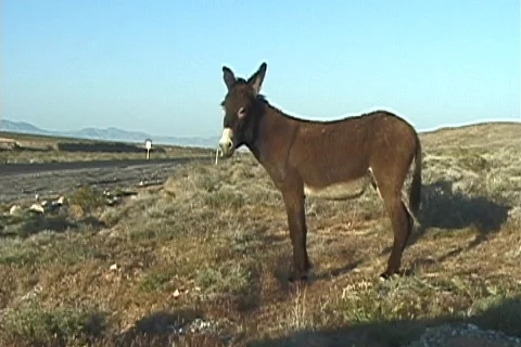 Wild burro1 Stock Footage
