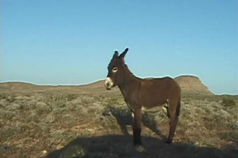 Wild burro2 Stock-Footage 568546