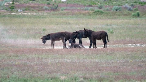 Wild Burros 4k 1 Stock Footage 123689398