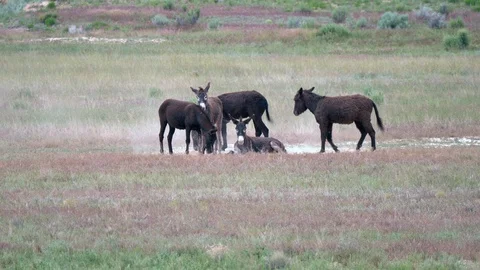 Wild Burros 4k 2 Stock Footage 123689296