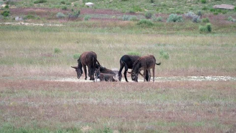 Wild Burros 4k 3 Stock Footage 123689182