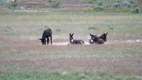 Wild Burros 4k 4 Stock Footage 123689177